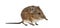 Elephant shrew - Macroscelides proboscideus - isolated on whitre