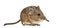 Elephant shrew - Macroscelides proboscideus - isolated on whitre