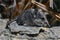 Elephant shrew on the stone 3