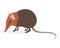 Elephant Shrew Strange Animal