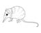 Elephant Shrew Strange Animal Colorless