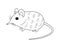 Elephant Shrew Vector Colorless