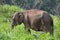 Elephant side view hiding in green grass in nature