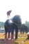 Elephant Silhouette Spraying Water Bath