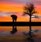 Elephant silhouette in the wild