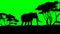 Elephant sillouette on green screen