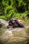 Elephant sits in waterfall, river