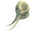 Elephant Skull anatomy 3D rendering