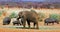 Elephant and a small pod od hippos stand on the dry empty parched plains in Namibia