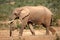 Elephant, South Africa