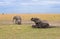 Elephant splashes in a muddy puddle trying to escape from the heat