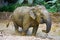 An elephant splashes in a muddy puddle trying to escape from the heat