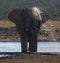 Elephant splashing water