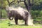 AN ELEPHANT SPOTTED DURING DUSTING.