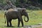 Elephant spraying dirt and water on itself