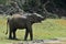 Elephant spraying dirt and water on itself