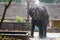 Elephant spraying water in the elephant sanctuary, Guruvayoor