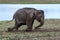 An elephant sprays mud onto its back at the Uda Walawe National Park in Sri Lanka.