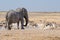 Elephant, springbok, oryx and zebras