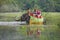 The elephant sprinkles water. Elephant safari on a tropical lake