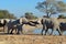 Elephant squabble, Etosha National Park, Namibia