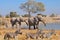 Elephant squabble, Etosha National park, Namibia