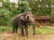 Elephant, Sri Lanka