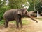 Elephant, Sri Lanka