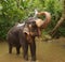 Elephant, Sri Lanka