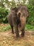 Elephant, Sri Lanka