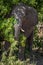 Elephant standing in bushes in dappled sunlight