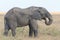 Elephant standing and eating in the Serengeti savanna