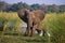 Elephant standing on the grass near river Zambezi. Zambia. Lower Zambezi National Park. Zambezi River.