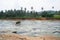 Elephant standing in the middle of the river with stones