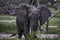 Elephant standing portrait wildlife Africa