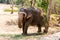 Elephant standing under a tree & eating grass with locked at toe by chain rope at zoo.