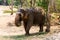 Elephant standing under a tree & eating grass with locked at toe by chain rope at zoo.