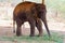 Elephant standing under a tree & eating grass with locked at toe by chain rope at zoo.