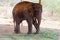 Elephant standing under a tree & eating grass with locked at toe by chain rope at zoo.