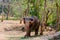 Elephant standing under a tree & eating grass with locked at toe by chain rope at zoo.