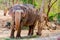Elephant standing under a tree & eating grass with locked at toe by chain rope at zoo.