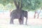 elephant standing under a tree & eating grass with locked at toe by chain rope at zoo. - Image