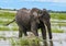 Elephant standing in water and grasses Chobe River Botswana Africa