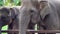 An elephant stands behind a fence in a Safari Park. Muzzle close up