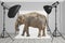 Elephant stands at the center of a photography studio