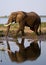 The elephant stands next to the Zambezi river with reflection in water. Zambia. Lower Zambezi National Park. Zambezi River.