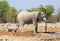 An elephant stands by a waterhole with a Gemsbok Oryx close by