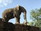 Elephant Statue - Siem Reap