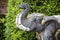 Elephant statue on the territory of Chalong Temple in Phuket Thailand. Day 16 December 2018