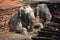 Elephant Statues on Brick Stupa at Wat Hua Nong